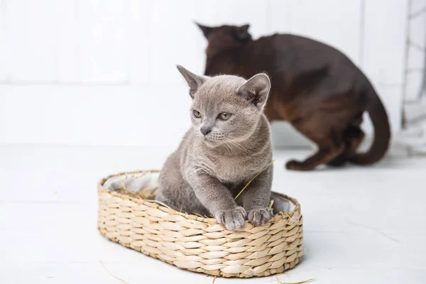 Gatito de raza gris, el birmano está sentado en una canasta de mimbre. Siguiente juguete de ganchillo en forma de fruta. fondo de madera . —  Fotos de Stock