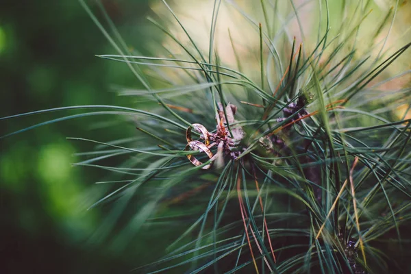 Wedding rings on a coniferous branch — Stock Photo, Image