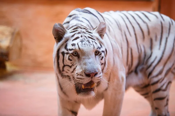 Bengali, white tiger close-up shows tongue, aggressively , cool and cheerful
