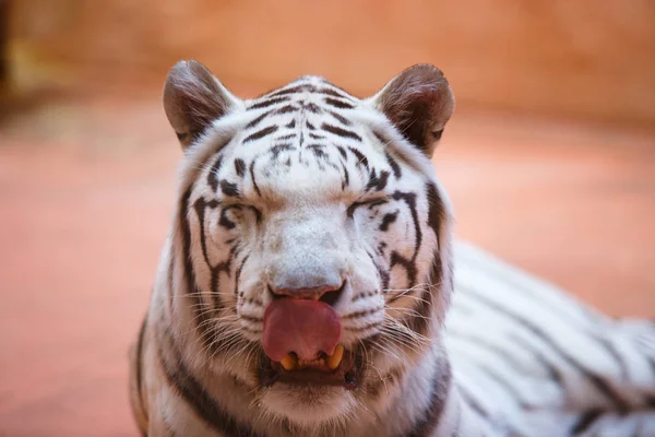 Bengali, white tiger close-up shows tongue, aggressively , cool and cheerful