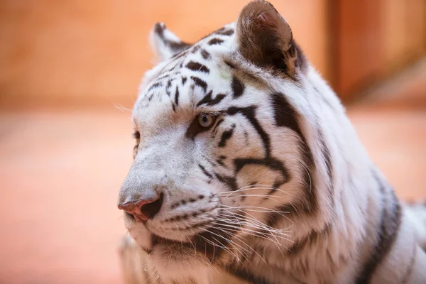 Bengali, tigre blanc gros plan montre la langue, agressivement, cool et gai — Photo