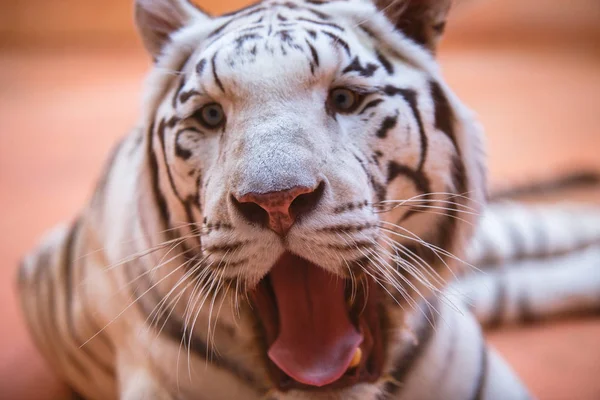 Bengali, tigre branco close-up mostra língua, agressivamente, fresco e alegre — Fotografia de Stock