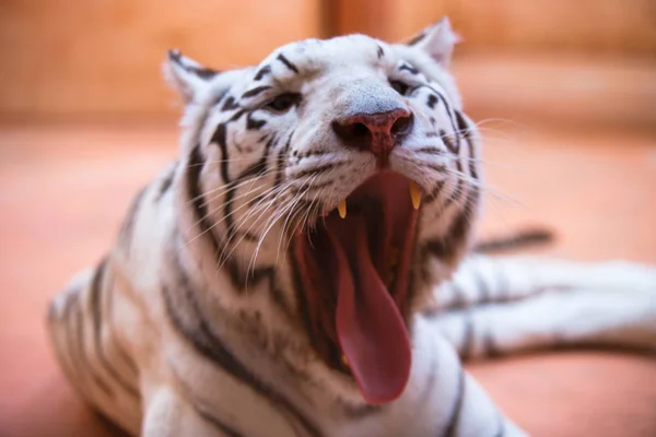 Bengali, white tiger close-up shows tongue, aggressively , cool and cheerful
