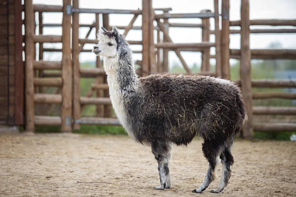 Animalul din America de Sud al familiei. Cămile cu lână valoroasă — Fotografie de stoc gratuită