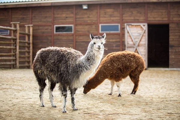 The South American pack-animal of the family. Camels with valuable wool — Free Stock Photo