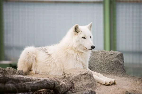 Arktischer weißer Wolf canis lupus arctos aka Polarwolf oder weißer Wolf — kostenloses Stockfoto