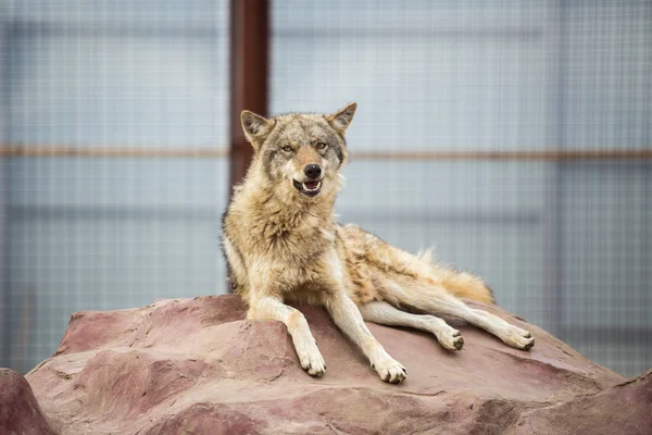 회색 늑대 바위에 누워 — 스톡 사진