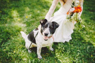Siyah ve beyaz bir köpek parkta bir çimenlikte okşayarak içinde bir kız elinde