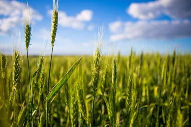 Sivri uçlu yeşil bir alan, ekmek mavi gökyüzüne karşı yetişir. Tarım Ukrayna