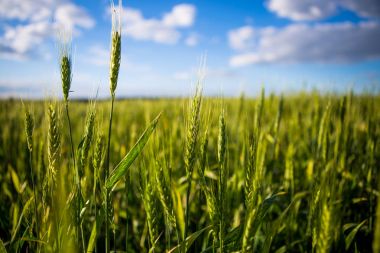 Sivri uçlu yeşil bir alan, ekmek mavi gökyüzüne karşı yetişir. Tarım Ukrayna