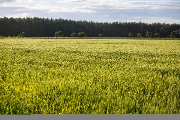 Зеленое поле с шипами, хлеб растет на фоне голубого неба. Сельское хозяйство — стоковое фото