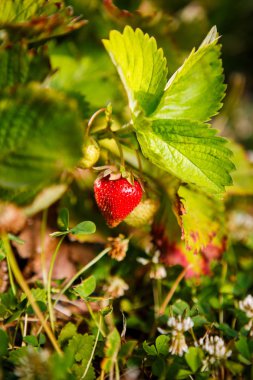 Red berry, bir Bush alanında olgunlaşmış bir çilek. Çilek tesisi için tarım