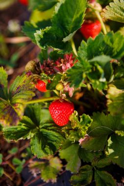Red berry, bir Bush alanında olgunlaşmış bir çilek. Çilek tesisi için tarım