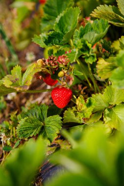 Red berry, bir Bush alanında olgunlaşmış bir çilek. Çilek tesisi için tarım