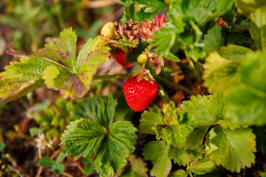 Red berry, bir Bush alanında olgunlaşmış bir çilek. Çilek tesisi için tarım