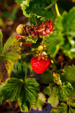 Red berry, bir Bush alanında olgunlaşmış bir çilek. Çilek tesisi için tarım