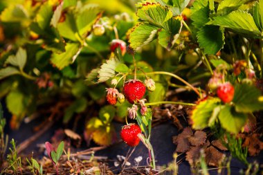 Red berry, bir Bush alanında olgunlaşmış bir çilek. Çilek tesisi için tarım