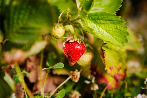 Röda bär, en jordgubbe som mognat på en buske i fältet. Jordbruk att plantera bär — Stockfoto