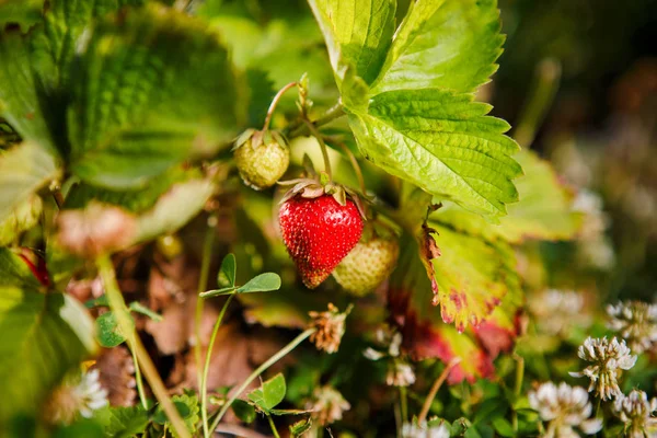 Red berry, bir Bush alanında olgunlaşmış bir çilek. Çilek tesisi için tarım