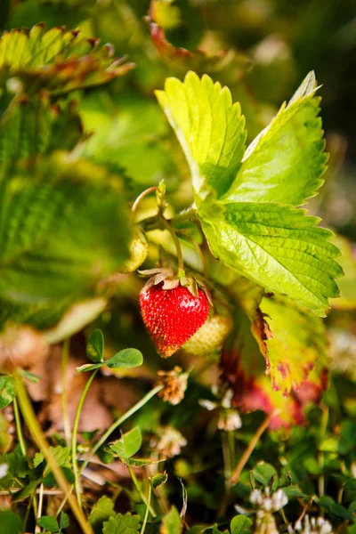 Red berry, bir Bush alanında olgunlaşmış bir çilek. Çilek tesisi için tarım