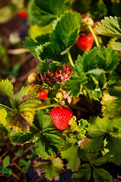 Röda bär, en jordgubbe som mognat på en buske i fältet. Jordbruk att plantera bär — Stockfoto