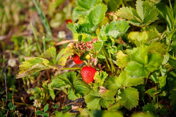 Röda bär, en jordgubbe som mognat på en buske i fältet. Jordbruk att plantera bär — Stockfoto