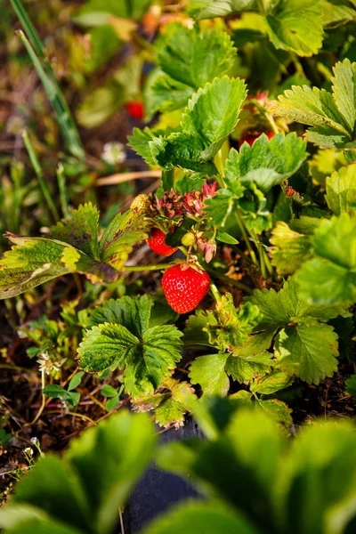 Röda bär, en jordgubbe som mognat på en buske i fältet. Jordbruk att plantera bär — Stockfoto