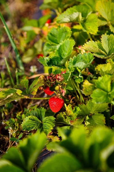 Röda bär, en jordgubbe som mognat på en buske i fältet. Jordbruk att plantera bär — Stockfoto