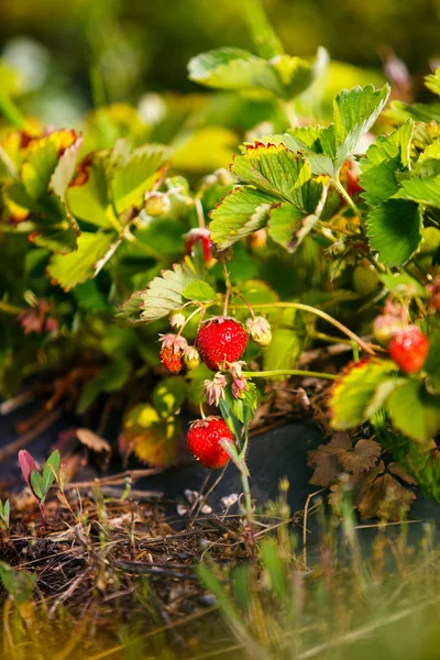 Röda bär, en jordgubbe som mognat på en buske i fältet. Jordbruk att plantera bär — Stockfoto