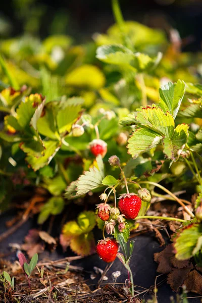 Röda bär, en jordgubbe som mognat på en buske i fältet. Jordbruk att plantera bär — Stockfoto