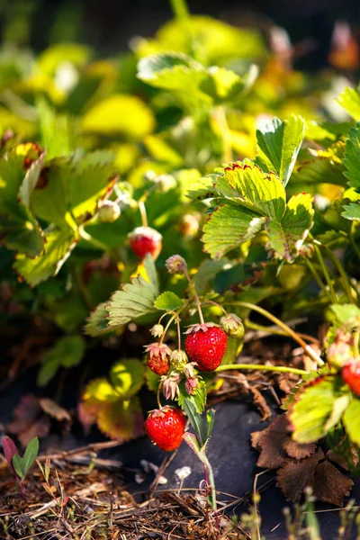 Red berry, bir Bush alanında olgunlaşmış bir çilek. Çilek tesisi için tarım