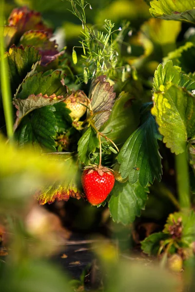 Red berry, bir Bush alanında olgunlaşmış bir çilek. Çilek tesisi için tarım
