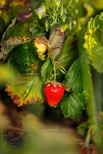 Röda bär, en jordgubbe som mognat på en buske i fältet. Jordbruk att plantera bär — Stockfoto