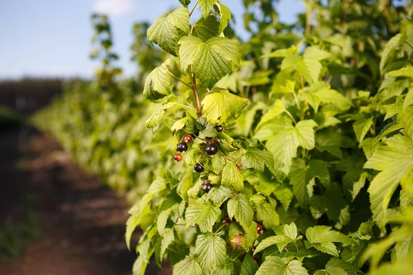 shrub of blueberries, bushes with future berries against the blue sky. Farm with berries