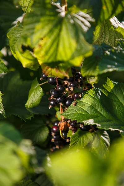 shrub of blueberries, bushes with future berries against the blue sky. Farm with berries