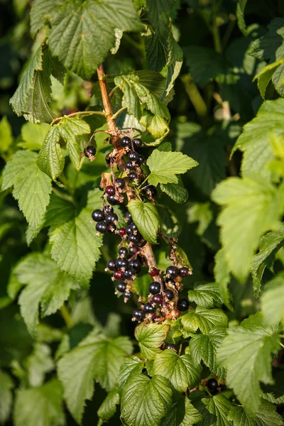 shrub of blueberries, bushes with future berries against the blue sky. Farm with berries