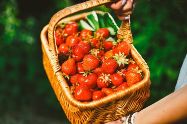 Organik bahçe yaz çilek Çilek ile sepeti tutan kadının elleri closeup. Sağlıklı yaşam ve sağlıklı beslenme. Meyve ve çilek.