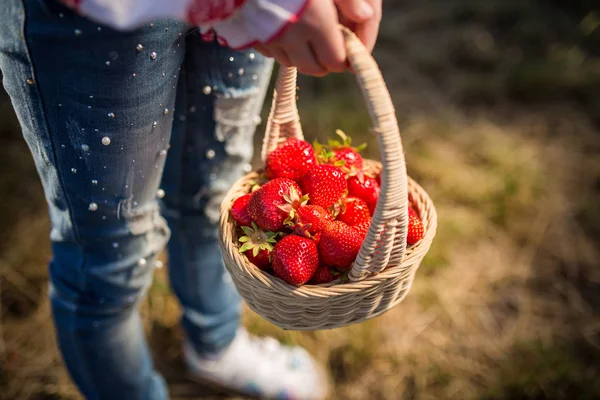 Közelkép a womans kezei kosár eper szerves kerti nyár bogyók. Egészséges életmód és az egészséges táplálkozás. Gyümölcs és bogyók. — Stock Fotó