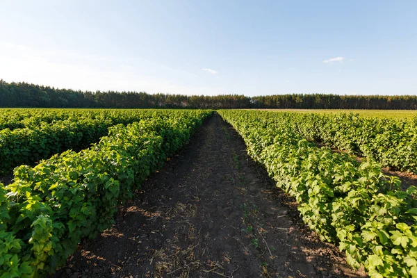 Struik van bosbessen, struiken met toekomstige bessen tegen de blauwe hemel. Boerderij met bessen — Gratis stockfoto