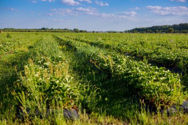 Çilek bitki çilek bir alan içinde satır