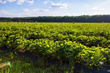 Çilek bitki çilek bir alan içinde satır