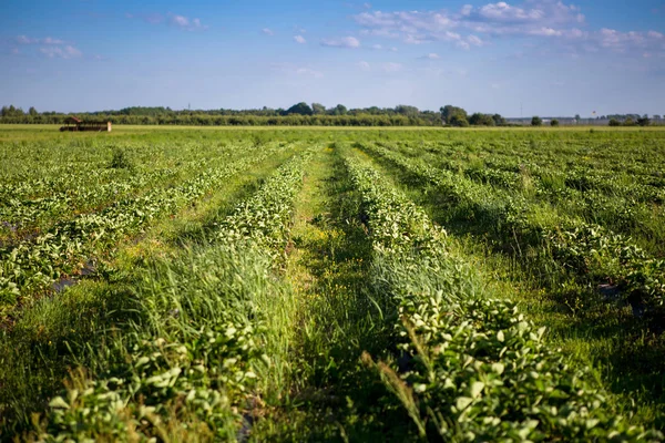 Rows of Strawberry plants in a strawberry field — Stock Photo, Image