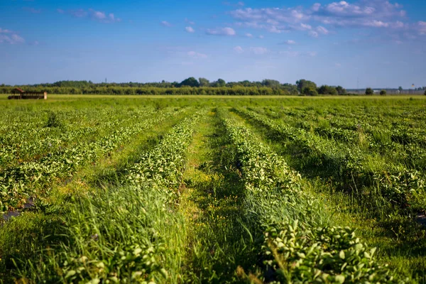 Filas de plantas de fresa en un campo de fresas — Foto de Stock