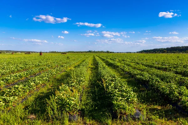 Righe di impianti di Fragola in un campo di fragole — Foto Stock