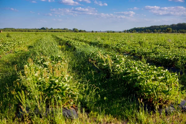 Çilek bitki çilek bir alan içinde satır
