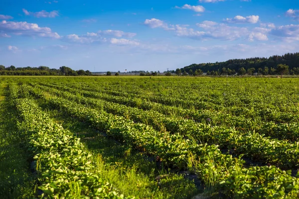 Rows of Strawberry plants in a strawberry field — Stock Photo, Image