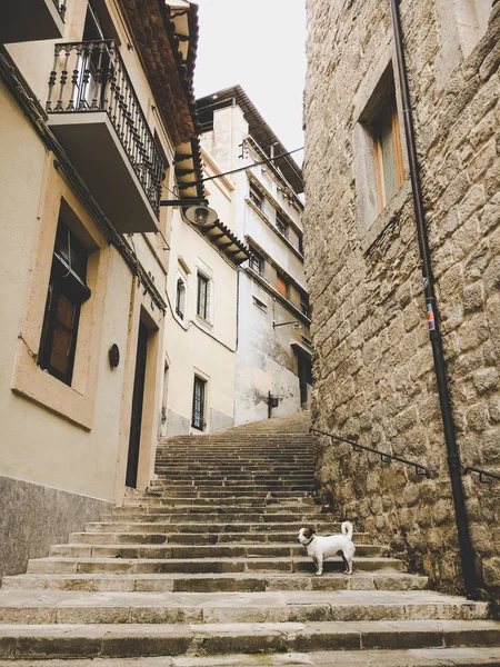 Un câine de rasă mică Jack Russell terrier pe o veche stradă europeană — Fotografie de stoc gratuită