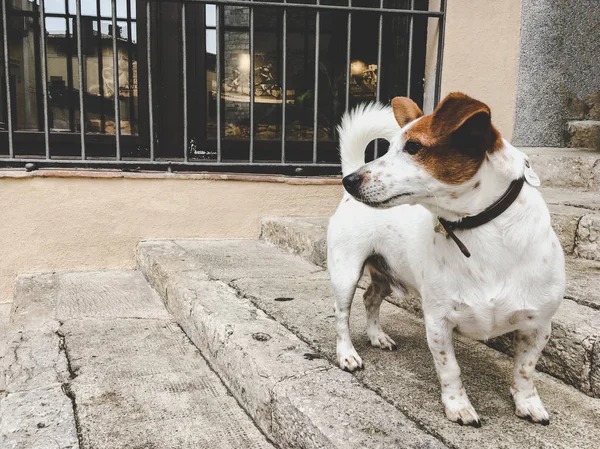 Un perro de raza pequeña jack russell terrier en una vieja calle europea — Foto de stock gratuita