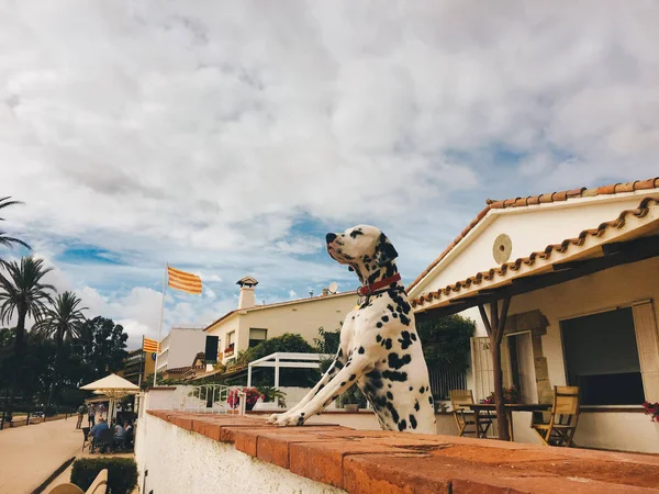 Dog Dalmatian breeds stand in the rack and looks forward leaning front paws on the fence against the backdrop of a house on the waterfront in spain in Catalonia — Free Stock Photo
