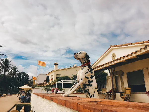 Perro Las razas dálmatas se paran en el estante y miran hacia adelante apoyando las patas delanteras en la valla contra el telón de fondo de una casa en el paseo marítimo en España en Cataluña — Foto de stock gratis